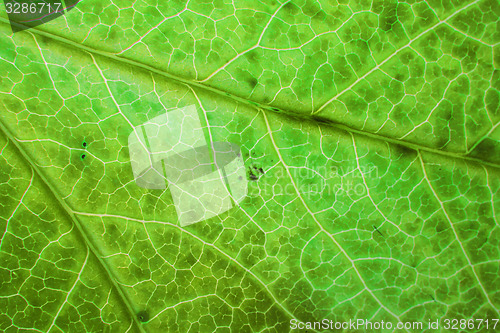Image of green leaf texture