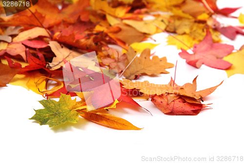 Image of autumn leaves background