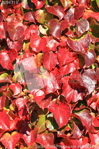 Image of autumn leaves background
