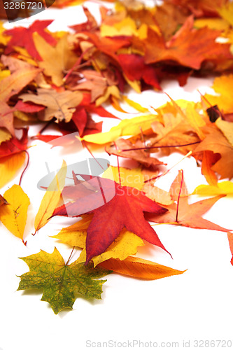 Image of autumn leaves background