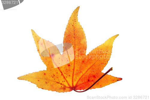 Image of autumn orange leaf isolated