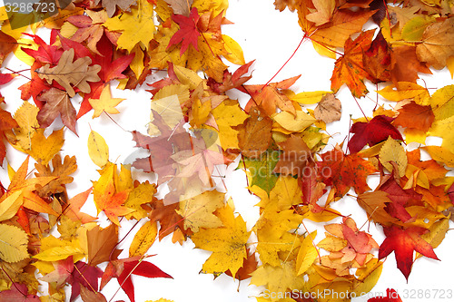 Image of autumn leaves background
