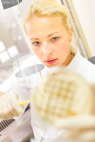 Image of Scientist observing petri dish.