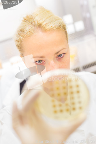 Image of Scientist observing petri dish.