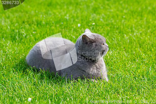 Image of Grey british cat in the grass