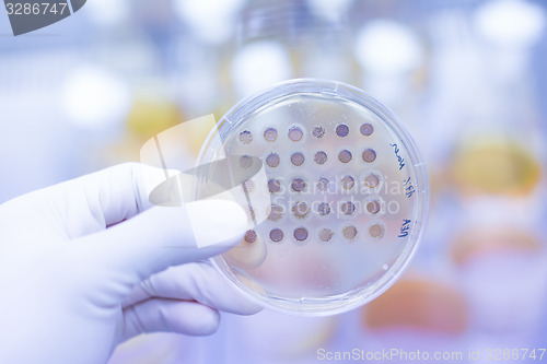 Image of Fungi grown on agar plate.