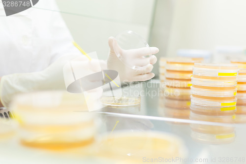 Image of Life science researcher grafting bacteria.
