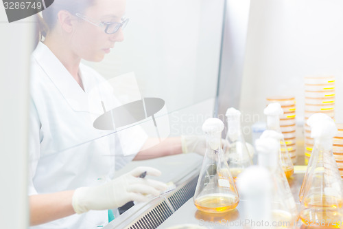 Image of Life science researcher grafting bacteria.