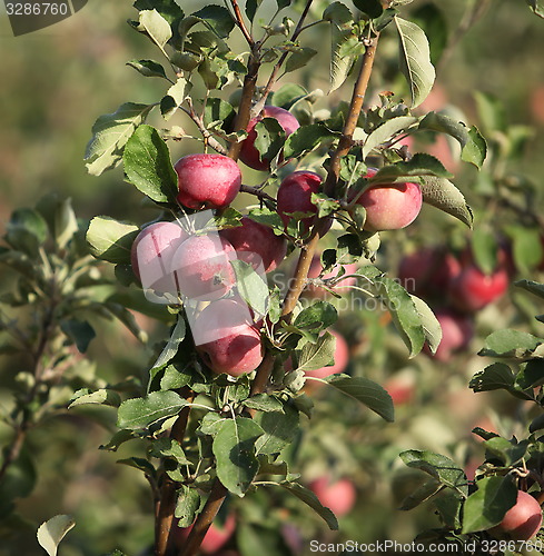 Image of Red ripe apples