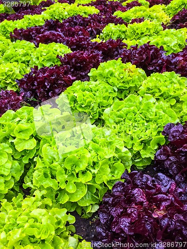 Image of Green and red lettuce in the summer garden