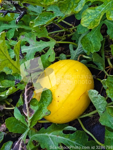 Image of Yellow melon growing in the field