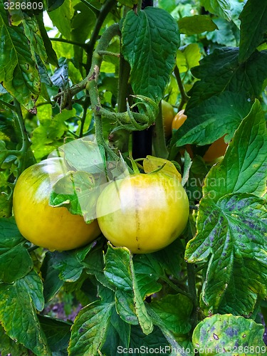 Image of Tomatoes ripening on a vine