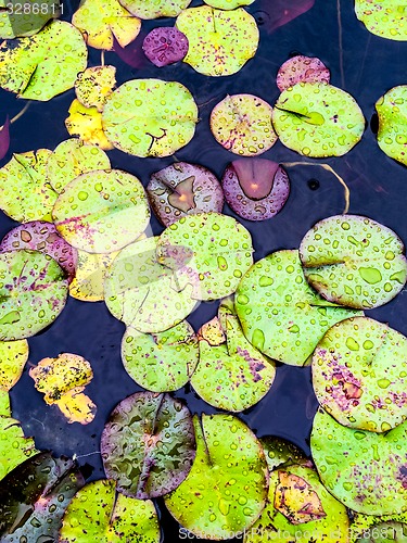 Image of Water lily leaves in rain drops