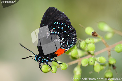 Image of Eumaeus Atala