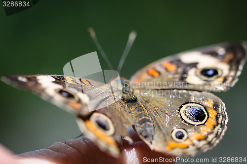 Image of Common Buckeye Junonia Coenia