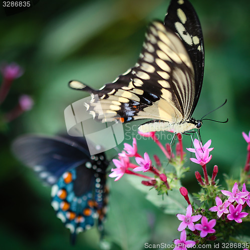 Image of Giant Swallowtail Papilio Cresphontes