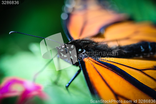 Image of Monarch Danaus Plexippus