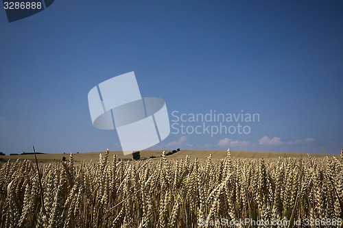 Image of wheat