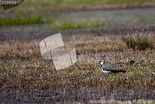 Image of lapwing