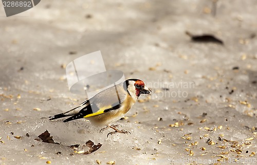 Image of goldfinch on ice