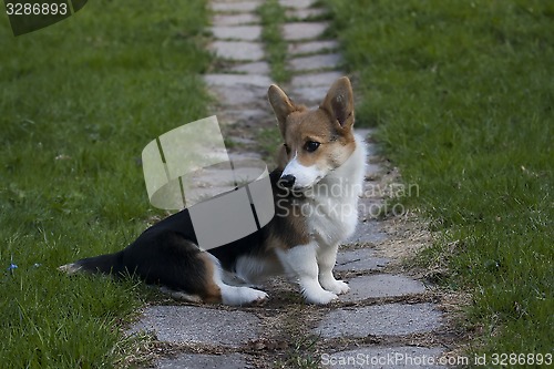 Image of small corgi