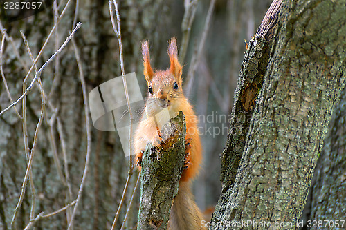 Image of Squirrel