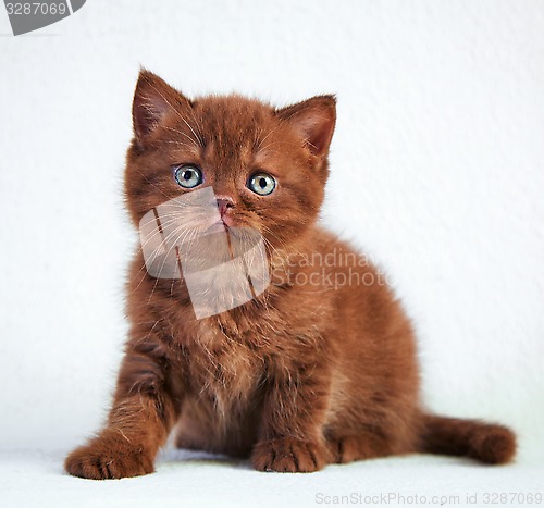 Image of portrait of british short hair kitten