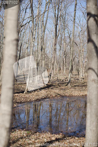 Image of Trees reflection in a water