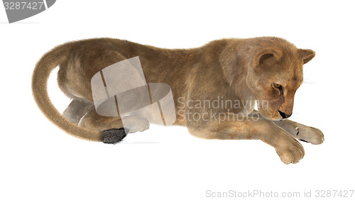 Image of Female Lion