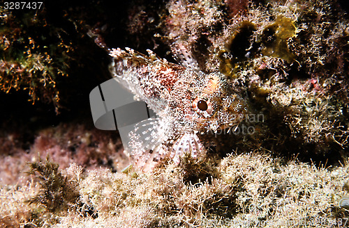 Image of Scorpion fish at Fuerteventura in the Atlantic ocean. Scorpaena.