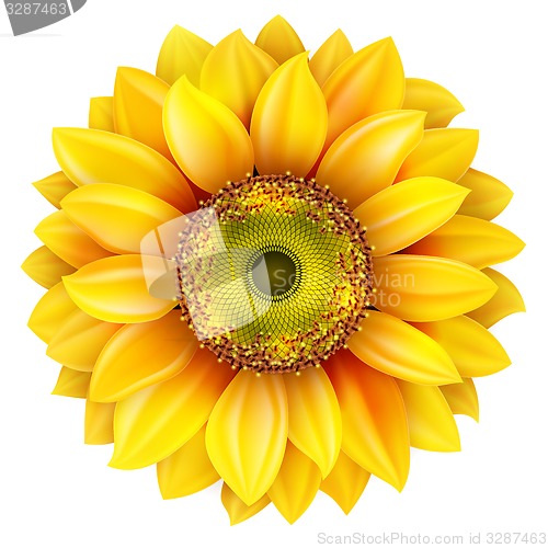 Image of Sunflower realistic illustration. EPS 10