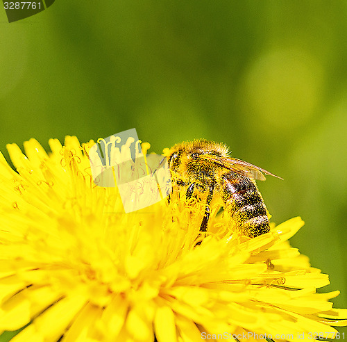 Image of bee in dandelion