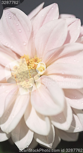 Image of Pink dahlia