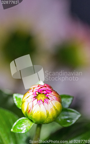 Image of dahlia bud