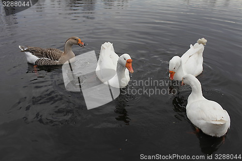 Image of Domestic geese