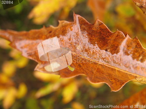 Image of Autum leave