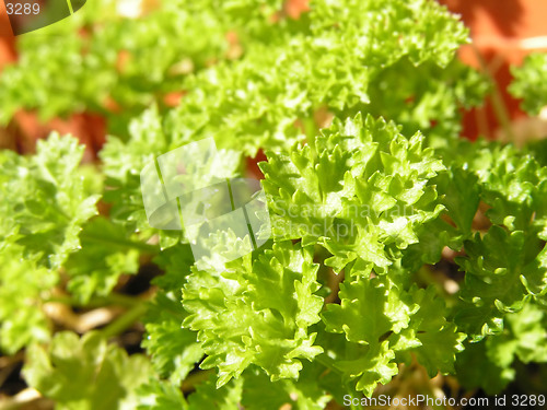Image of young parsley