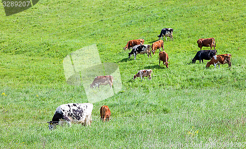 Image of green meadow and cows