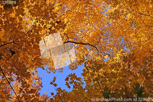 Image of Colorful maple trees