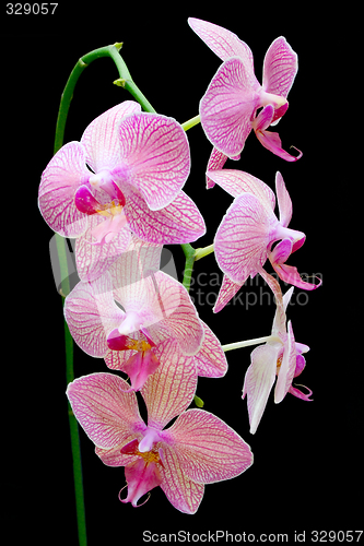 Image of Pink orchid

