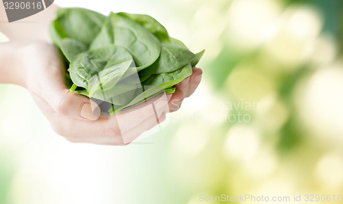 Image of close up of woman hands holding spinach