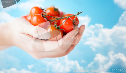 Image of close up of woman hands holding cherry tomatoes
