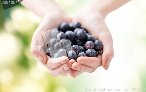 Image of close up of woman hands holding blueberries