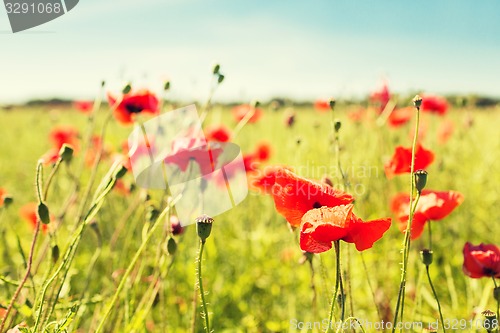 Image of summer blooming poppy field