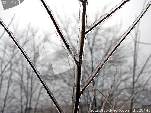 Image of Ice-covered branch of a tree in the winter