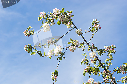 Image of Apple tree flowers on branches