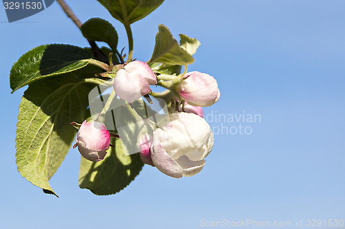 Image of Apple tree flowers close