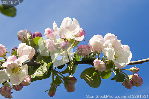 Image of Apple tree flowers 