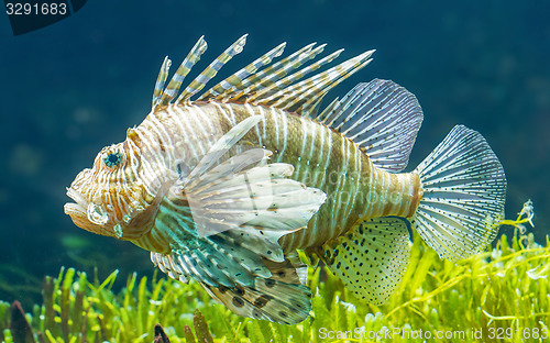 Image of Pterois volitans, Lionfish