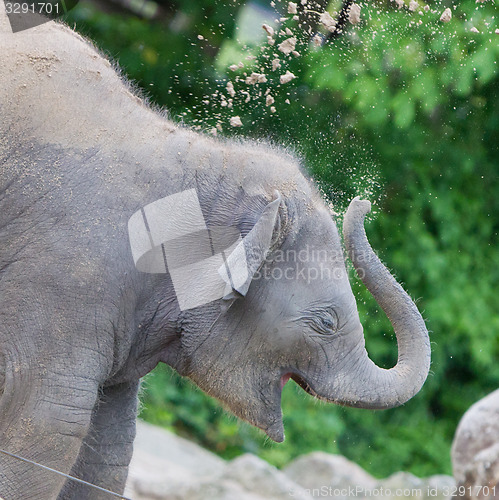 Image of Baby elephant playing